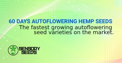 60 DAYS AUTOFLOWERING HEMP SEEDS