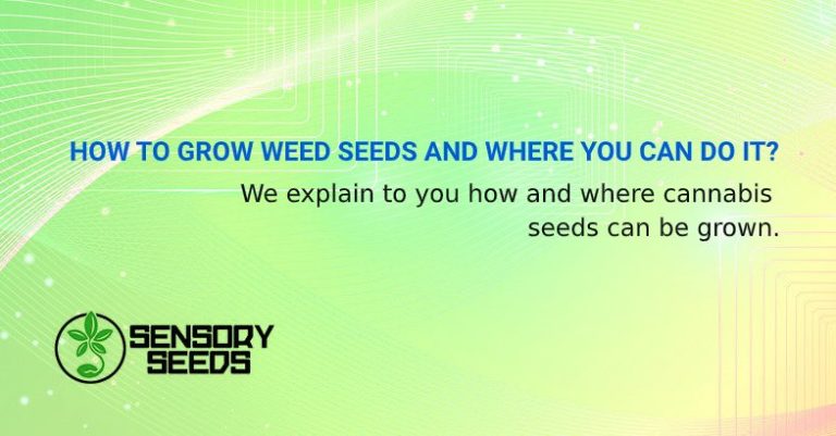 How to grow weed seeds and where? | SensorySeeds