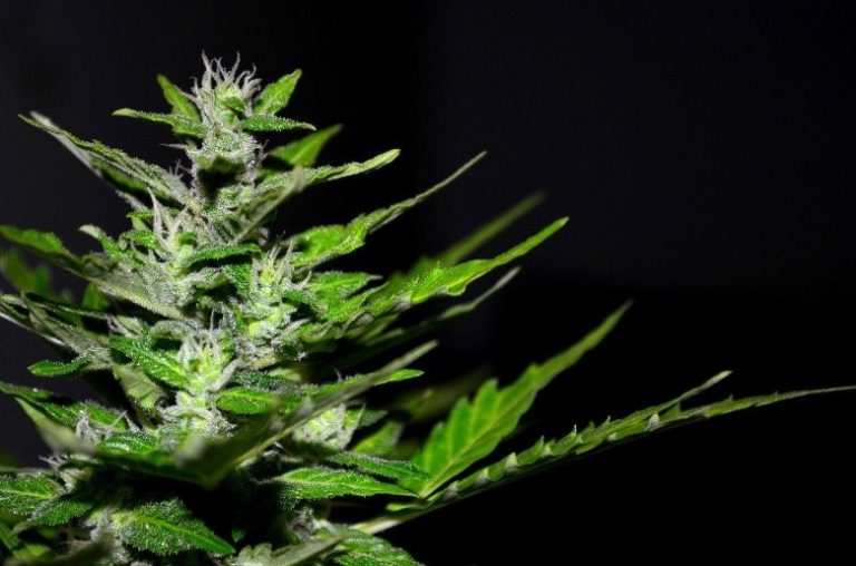 Female cannabis seeds: the main types | SensorySeeds