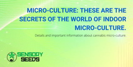 Details and important information about cannabis micro-culture.