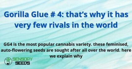 Gorilla Glue # 4: that's why it has very few rivals in the world