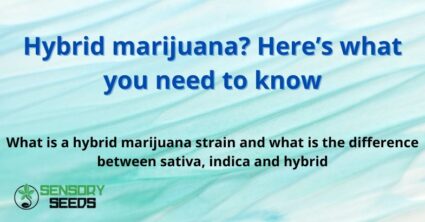 Hybrid marijuana? Here's what you need to know