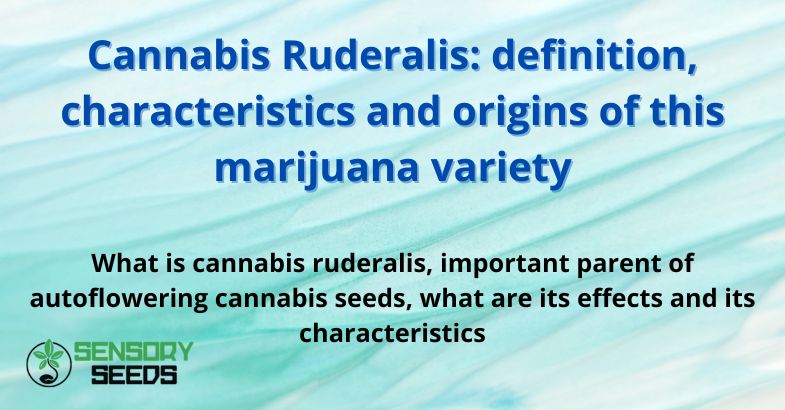 Cannabis Ruderalis: definition, characteristics and origins of this marijuana variety