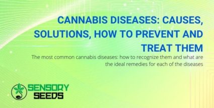 Causes and remedies for cannabis diseases