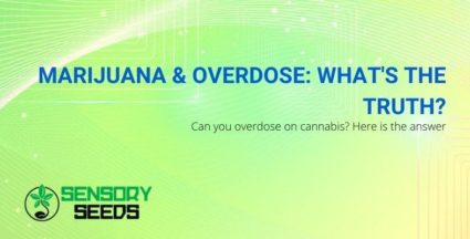 The whole truth about marijuana overdose