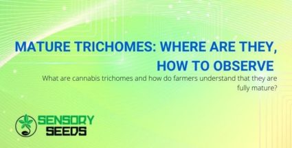 What are they and how to recognize mature trichomes?