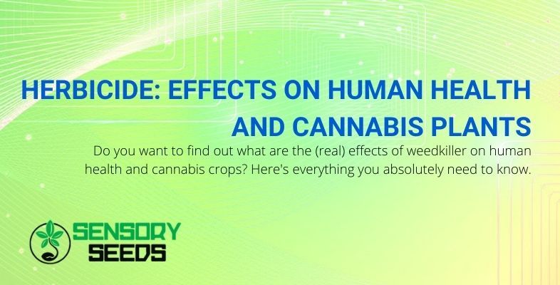 The effects of the herbicide on humans and marijuana plants