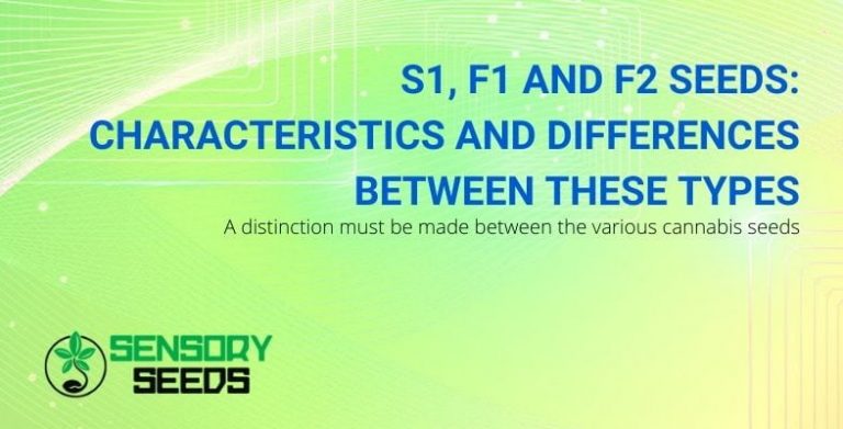 s1-f1-and-f2-seeds-characteristics-and-differences