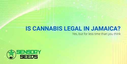 Is Cannabis Legal In Jamaica Yes But Not For A Long Time   When Cannabis Became Legal In Jamaica 500x254 