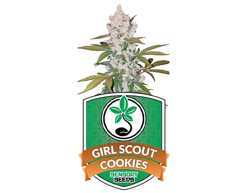 Girl Scout Cookies