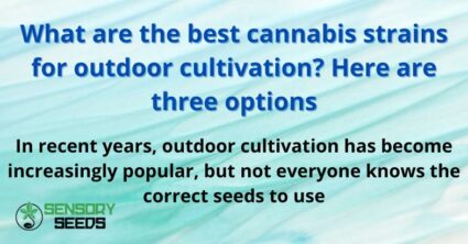 What are the best cannabis strains for outdoor cultivation?