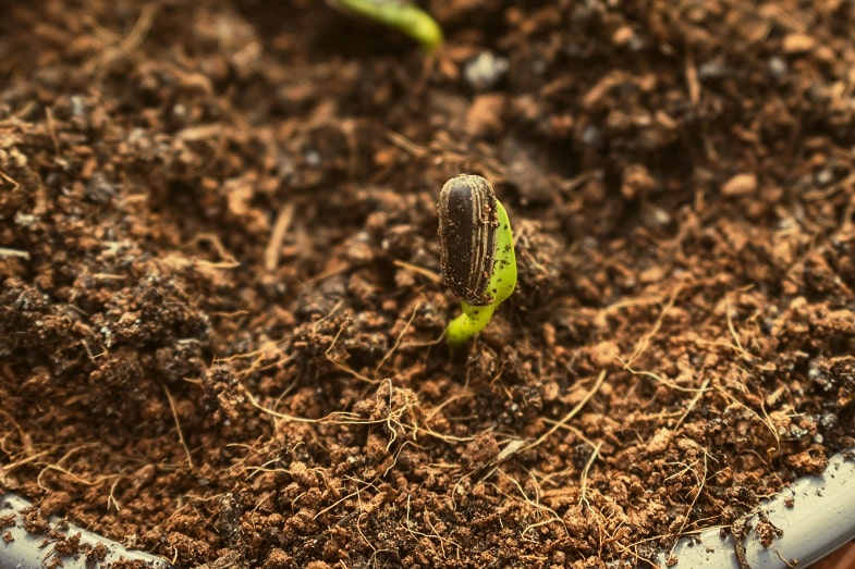 The different phases : germination