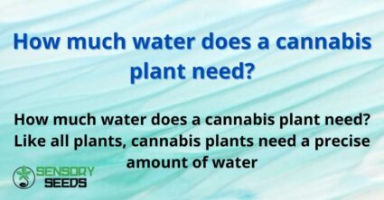 How much water does a cannabis plant need?