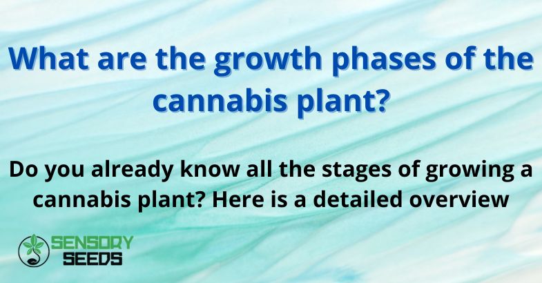 What are the growth phases of the cannabis plant?