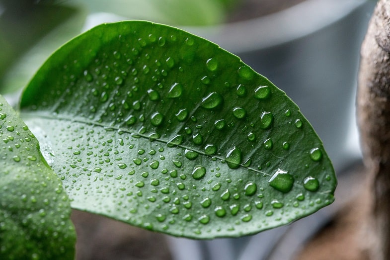 The Importance of Humidity