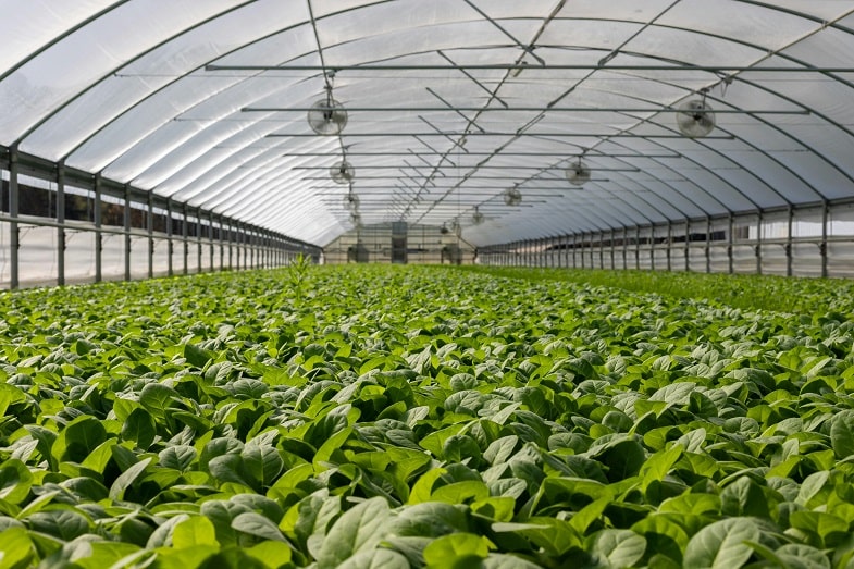 Advantages of Indoor Cultivation