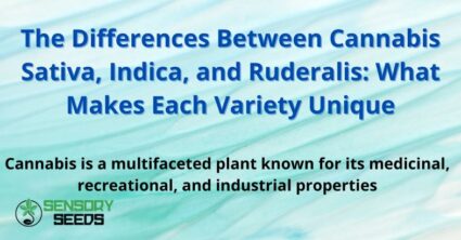 The Differences Between Cannabis Sativa, Indica, and Ruderalis