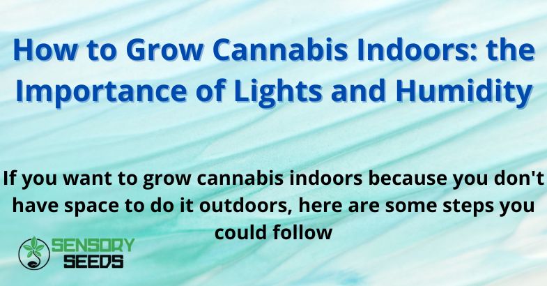 How to Grow Cannabis Indoors: Lights and Humidity