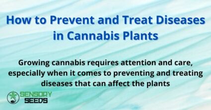How to Prevent and Treat Diseases in Cannabis Plants