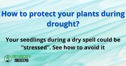 How to protect your plants during drought?