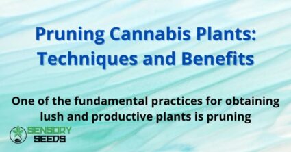 Pruning Cannabis Plants: Techniques and Benefits