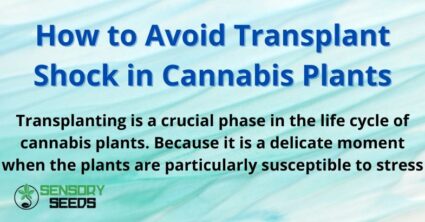 How to Avoid Transplant Shock in Cannabis Plants