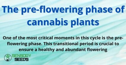 The pre-flowering phase of cannabis plants