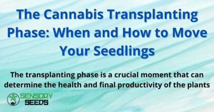 The Cannabis Transplanting Phase