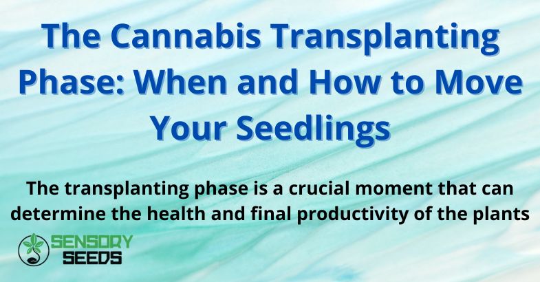 The Cannabis Transplanting Phase