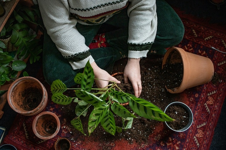 When to Transplant Cannabis Plants