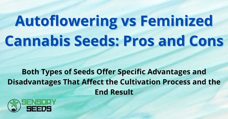 Autoflowering vs Feminized Cannabis Seeds