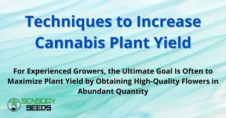 Techniques to Increase Cannabis Plant Yield