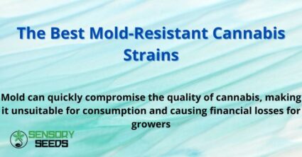 The Best Mold-Resistant Cannabis Strains