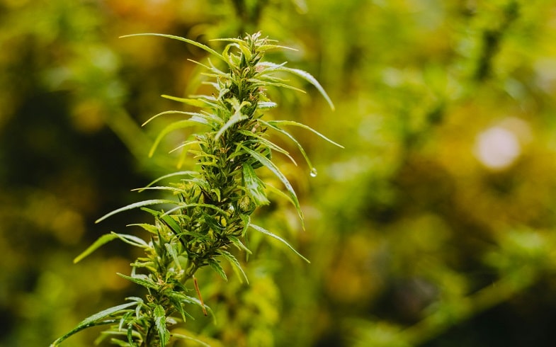 cannabis plant flowering