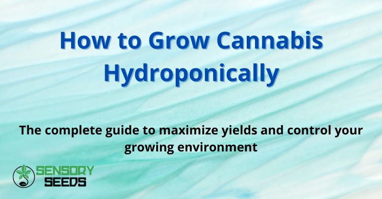 How to Grow Cannabis Hydroponically