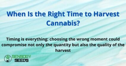 When Is the Right Time to Harvest Cannabis?