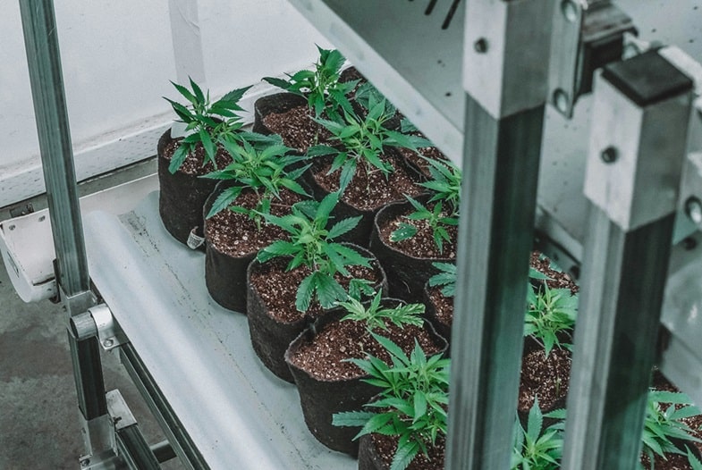 Advantages of Hydroponic Cannabis Cultivation