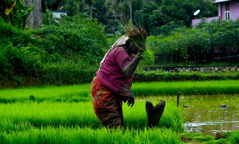 Hydroponics vs. Traditional Cultivation