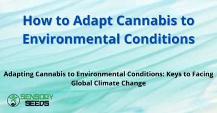 How to Adapt Cannabis to Environmental Conditions