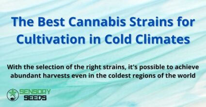 The Best Cannabis Strains for Cultivation in Cold Climates