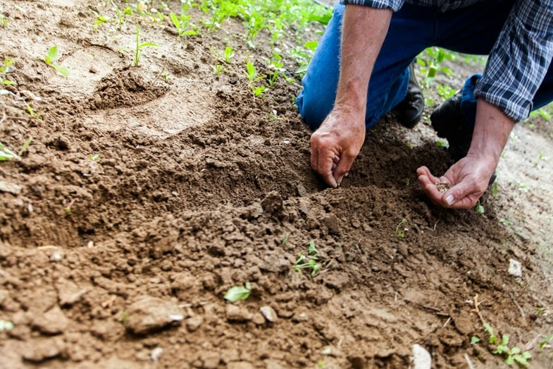 Disadvantages of Feminized Seeds