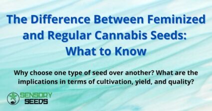 The Difference Between Feminized and Regular Cannabis Seeds