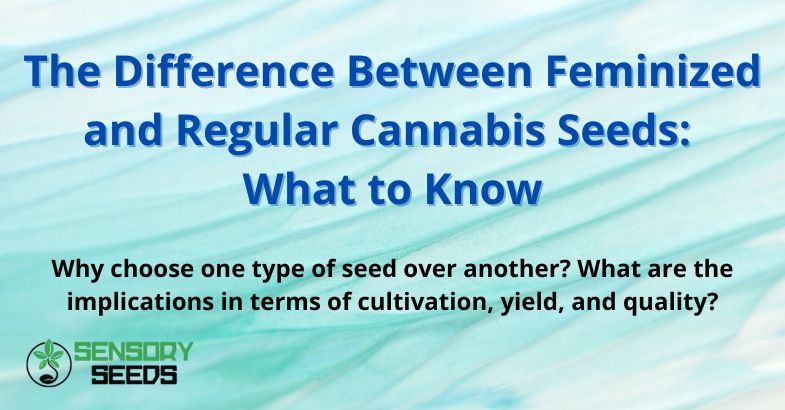 The Difference Between Feminized and Regular Cannabis Seeds